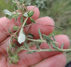 Helianthemum asperum