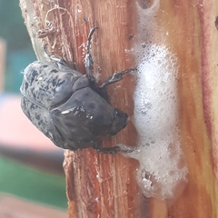 Gymnetis litigiosa