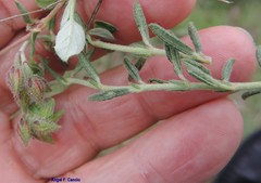Helianthemum asperum
