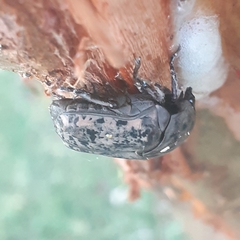 Gymnetis litigiosa