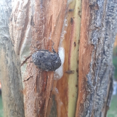 Gymnetis litigiosa