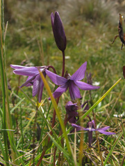 Gentianella rapunculoides