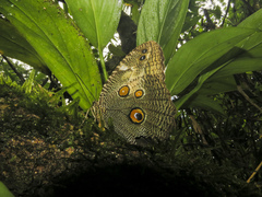 Dasyophthalma creusa