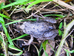 Pristimantis unistrigatus