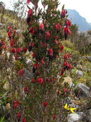 Brachyotum jamesonii