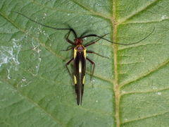 Dictyopsocus