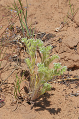 Cryptantha kelseyana