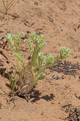Cryptantha kelseyana