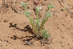 Cryptantha kelseyana