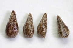 Cryptantha kelseyana