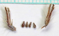 Cryptantha kelseyana