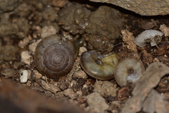 Aegopis acies