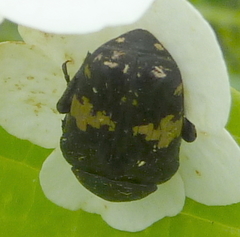 Glycyphana fulvistemma
