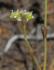 Cryptantha pterocarya pterocarya