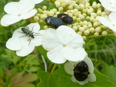 Glycyphana fulvistemma