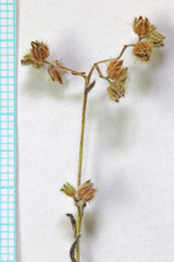 Cryptantha pterocarya pterocarya