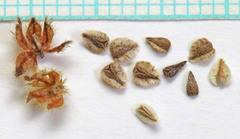 Cryptantha pterocarya pterocarya