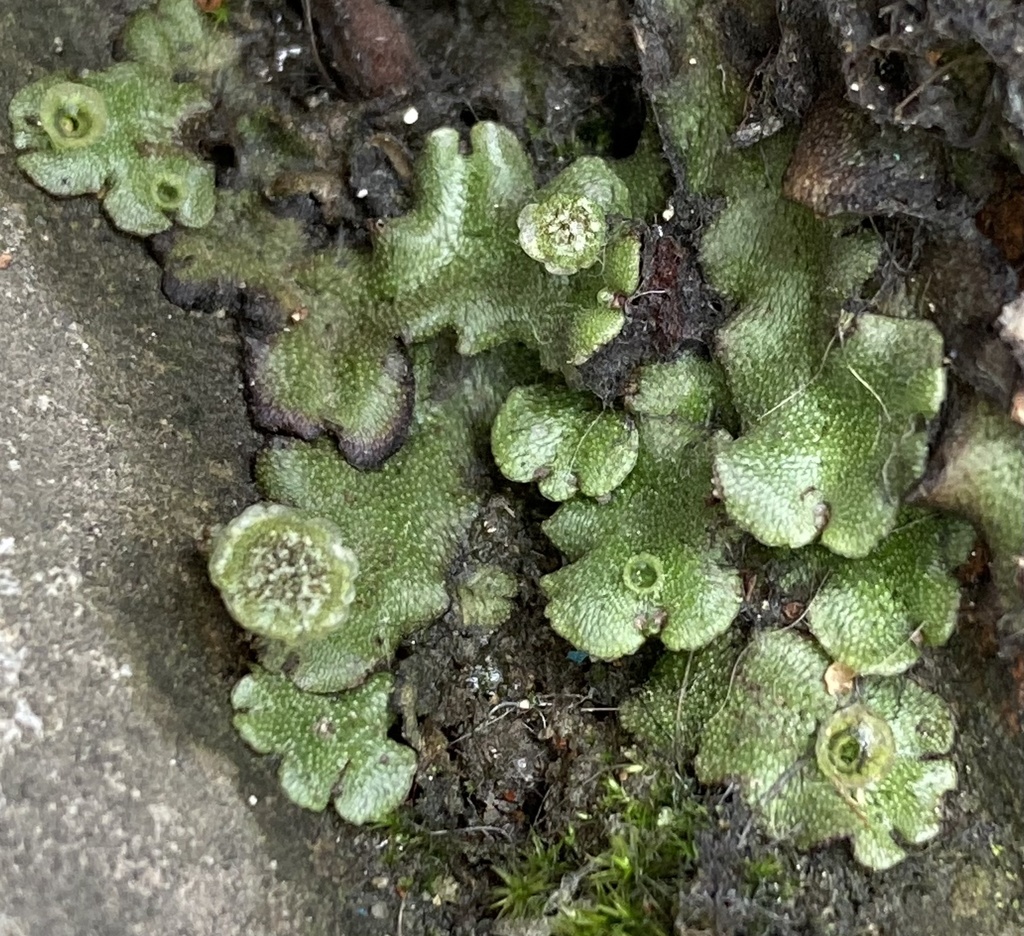 Marchantia polymorpha ruderalis from Universidad de los Andes, Bogotá ...