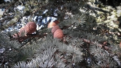 Cedrus atlantica