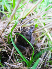 Pristimantis unistrigatus