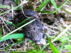 Pristimantis unistrigatus