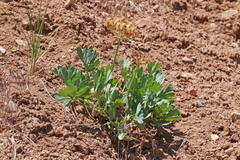 Cymopterus duchesnensis