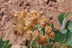 Cymopterus duchesnensis