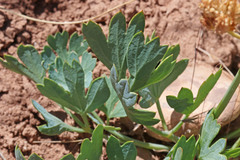 Cymopterus duchesnensis