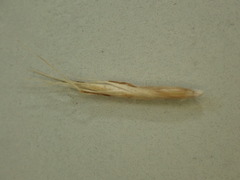 Rytidosperma merum