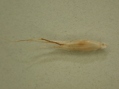 Rytidosperma merum