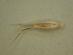 Rytidosperma merum
