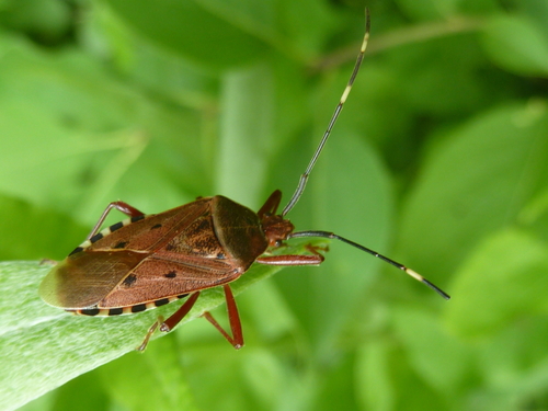 Urochela quadrinotata