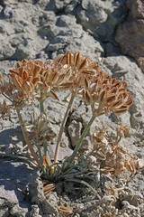 Vesper purpurascens