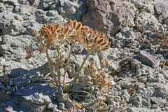 Vesper purpurascens