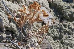 Vesper purpurascens