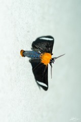 Hyalurga chthonophyle