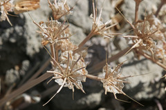 Vesper purpurascens