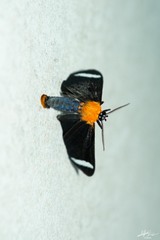 Hyalurga chthonophyle