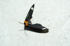 Hyalurga chthonophyle