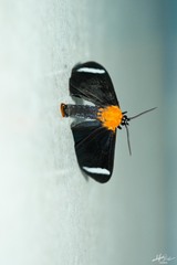 Hyalurga chthonophyle