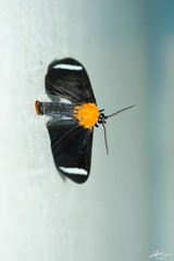 Hyalurga chthonophyle
