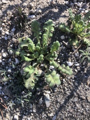 Nemophila maculata
