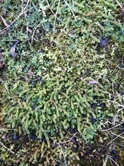 Sedum acre