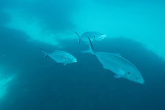 Pseudocaranx georgianus