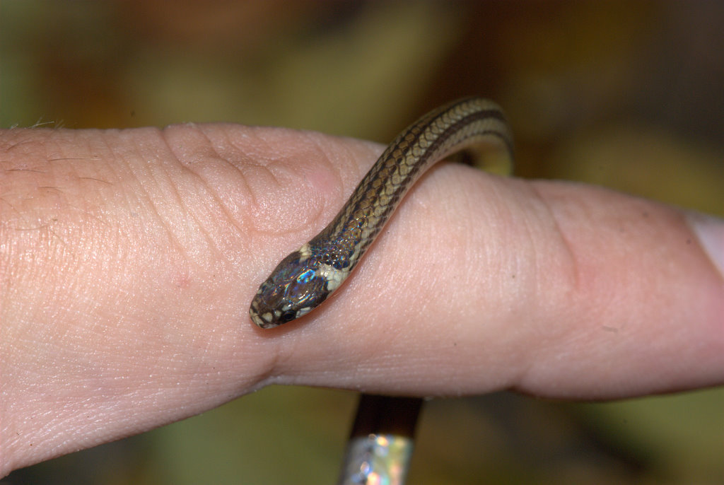 Litter Snake (Reptiles of Costa Rica's Southern Caribbean Lowlands