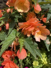 Begonia × tuberhybrida
