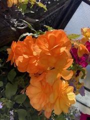 Begonia × tuberhybrida
