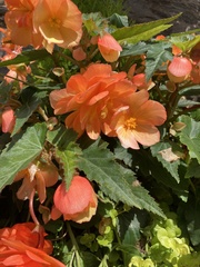 Begonia × tuberhybrida