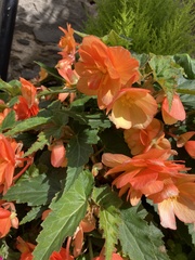 Begonia × tuberhybrida