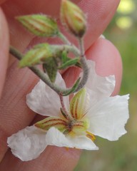 Helianthemum asperum